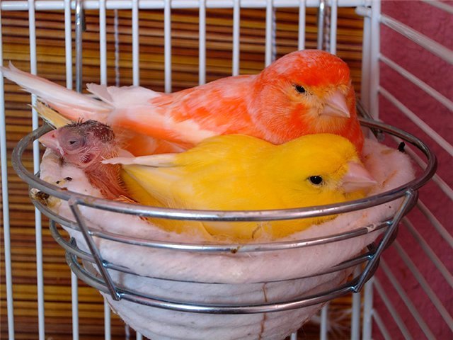 Содержание канареек и уход за ними в Светлом