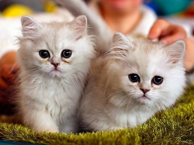Породы кошек в Светлом | ЗооТом портал о животных