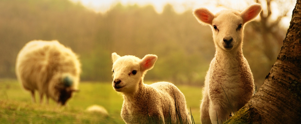 Объявления о сельскохозяйственных животных | ЗооТом - продажа, вязка и услуги для животных в Светлом
