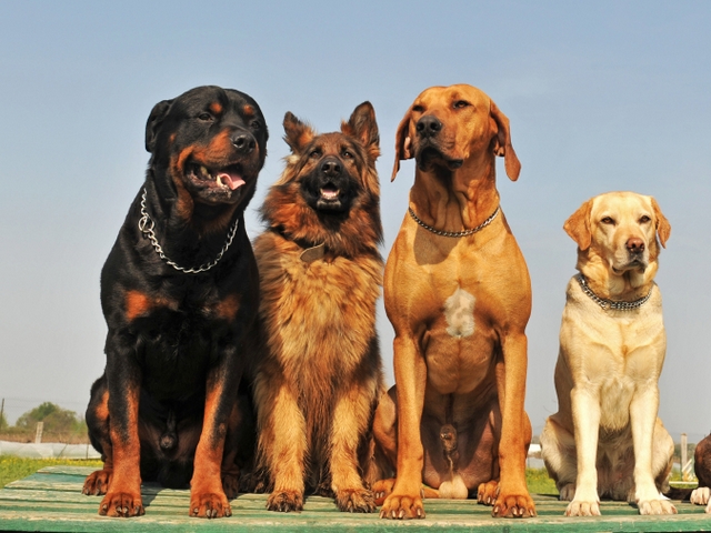 Крупные породы собак в Светлом | ЗооТом портал о животных